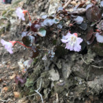 あいにくの曇り空でしたが、ところどころに咲く花々が目を楽しませてくれました。