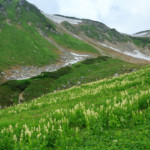 今年はコバイケイソウの当たり年でした。