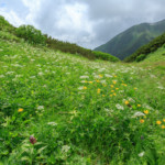 稜線上には所々にお花畑があり癒されます。